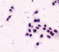 Anti-nmt55 p54nrb NONO Antibody Picoband™ (monoclonal, 11E2)